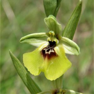 Lacaitas Ragwurz (Ophrys lacaitae)