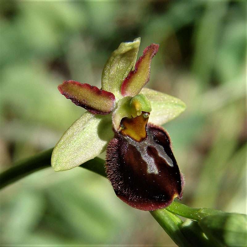 Majella-Ragwurz (Ophrys sphegodes subsp. majellensis)