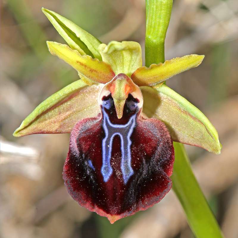 Ophrys mavrochila