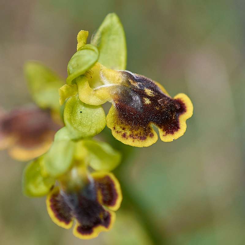 Dunkellippige Ragwurz subsp. melena (Ophrys melena subsp. melena)