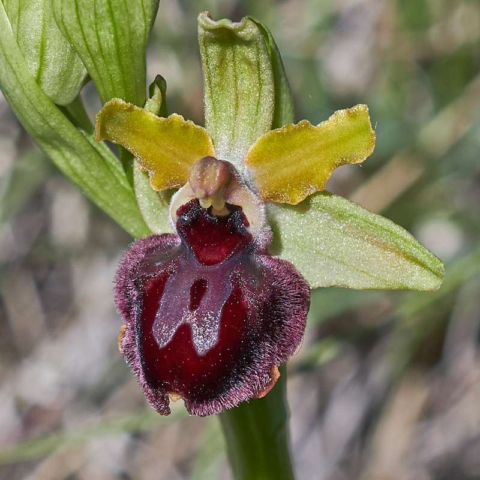 Gewöhnliche Oster-Ragwurz (Ophrys passionis subsp. passionis)