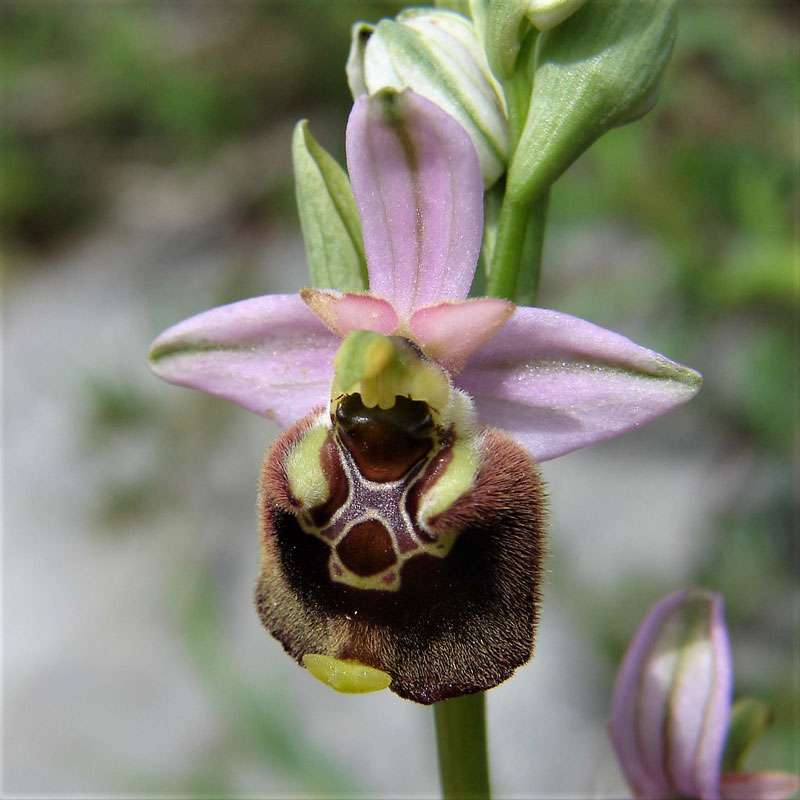 Ophrys holoserica subsp. pinguis