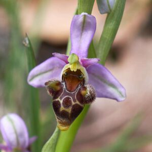 Schnepfen-Ragwurz var. picta (Ophrys scolopax var. picta)