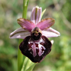 Siponto-Ragwurz (Ophrys sipontensis)