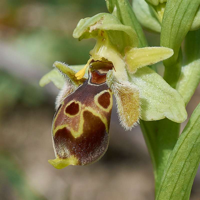 Nabel-Ragwurz subsp. umbilicata (Ophrys umbilicata subsp. umbilicata)