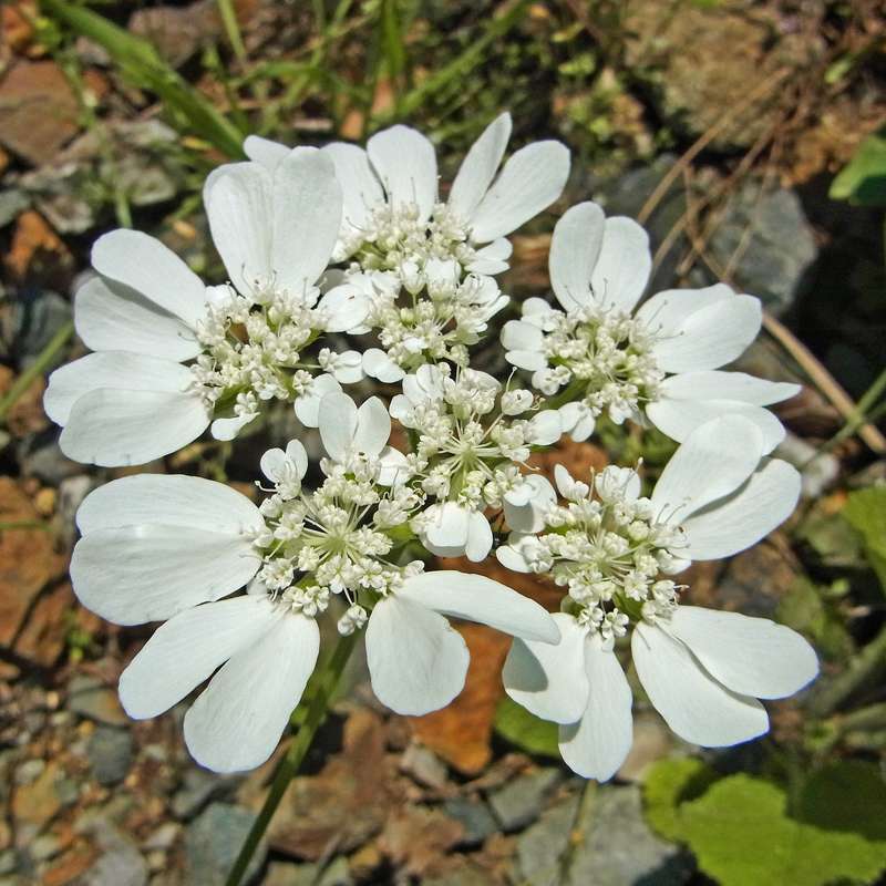 Großblütige Strahldolde (Orlaya grandiflora)