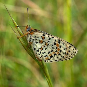 Roter Scheckenfalter (Melitaea didyma)