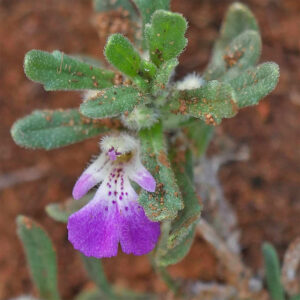 Iva-Günsel (Ajuga iva)