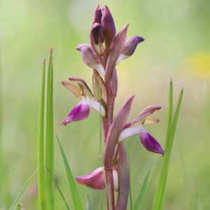 Hügel-Knabenkraut (Anacamptis collina)