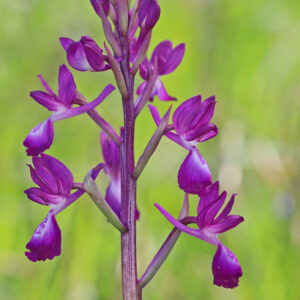 Lockerblütiges Knabenkraut (Anacamptis laxiflora)