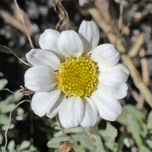 Ätna-Hundskamille (Anthemis aetnensis)