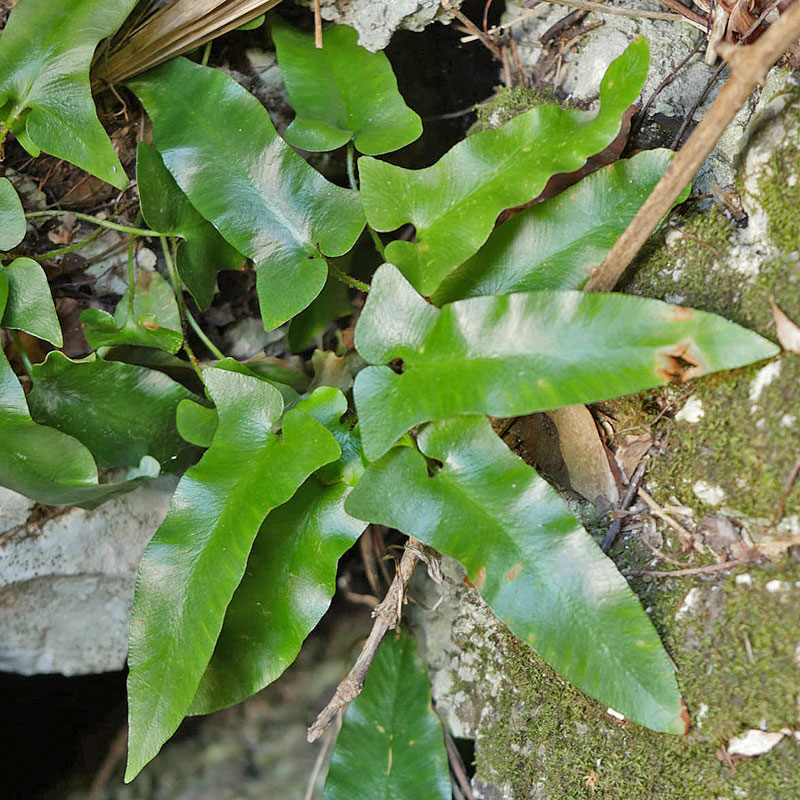 Pfeilförmige Hirschzunge (Asplenium sagittatum)
