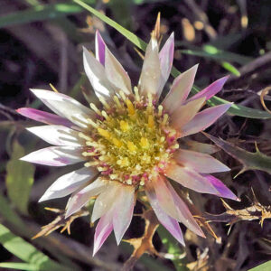 Carlina sicula