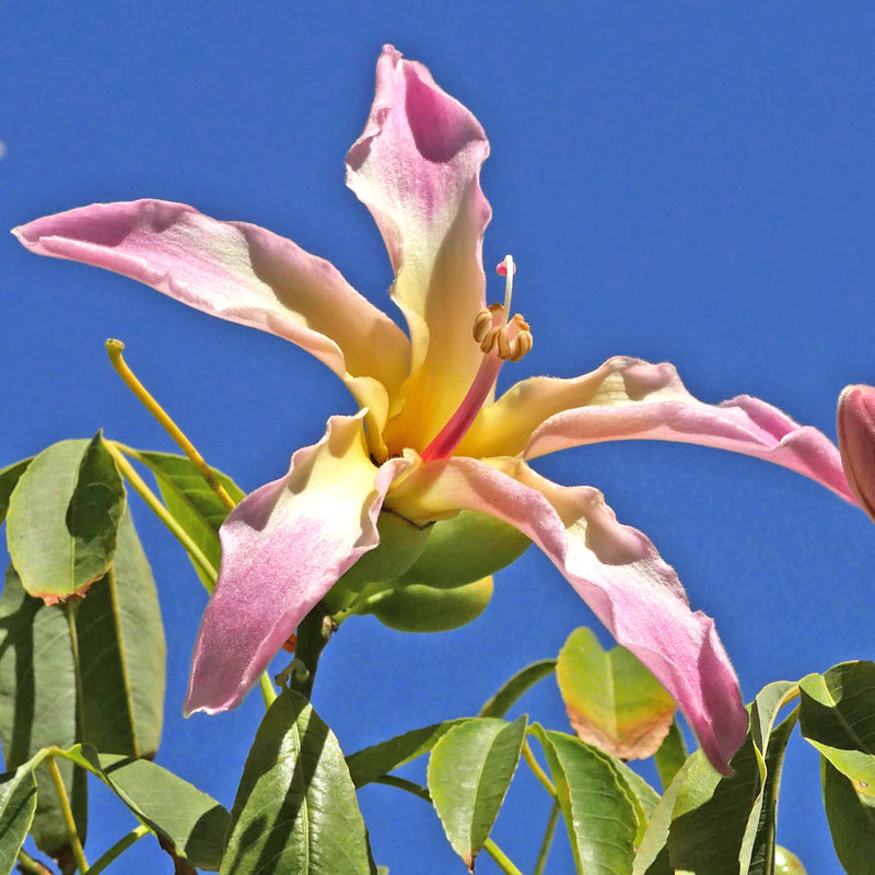Florett-Seidenbaum (Ceiba speciosa)