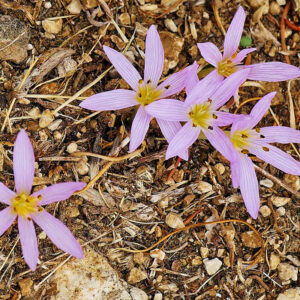 Cupanis Zeitlose (Colchicum cupanii)