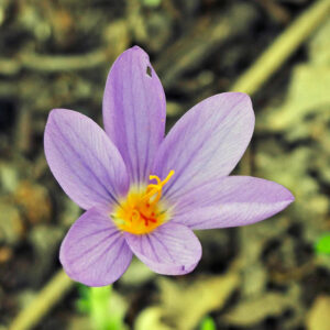 Langblättriger Krokus (Crocus longiflorus)