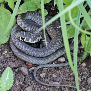 Gelbgrüne Zornnatter (Hierophis viridiflavus)