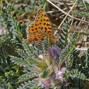 Kleiner Perlmutterfalter (Issoria lathonia)