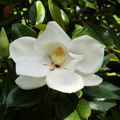Immergrüne Magnolie (Magnolia grandiflora)