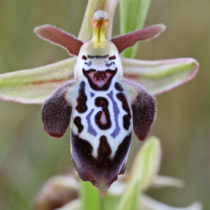 Kreta-Ragwurz var. ariadne (Ophrys cretica var. ariadnae)