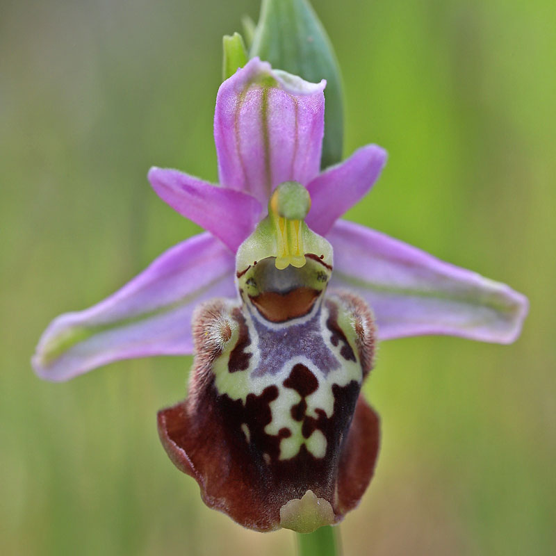 Heldreichs-Ragwurz var. calypsus (Ophrys heldreichii var. calypsus)