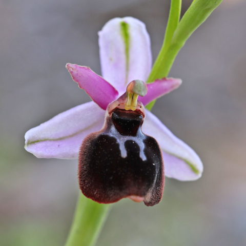 Ophrys icariensis