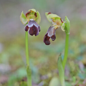 Israelische Ragwurz (Ophrys israelitica)