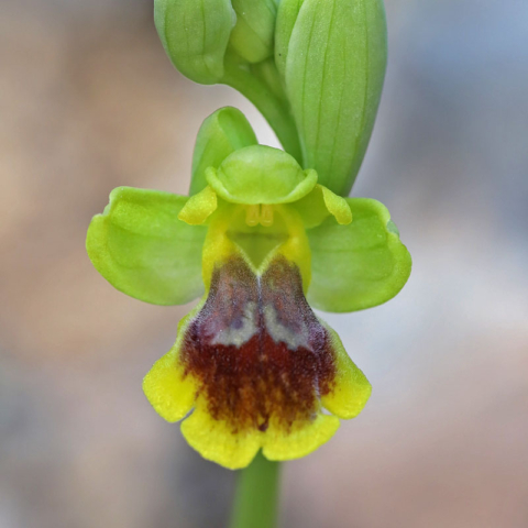 Ophrys lutea var. heracleotica