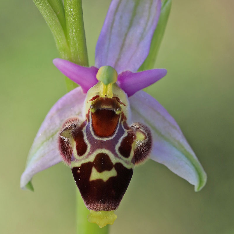 Ophrys oestrifera var. ceto