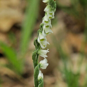 Herbst-Drehwurz (Spiranthes spiralis)