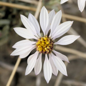 Sorrentinische Strandaster (Tripolium sorrentinoi)