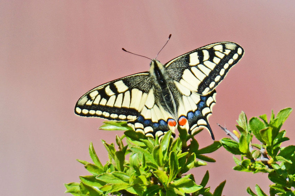 Schwalbenschwanz (Papilio machaon) (c) Stella Mielke/NABU-naturgucker.de